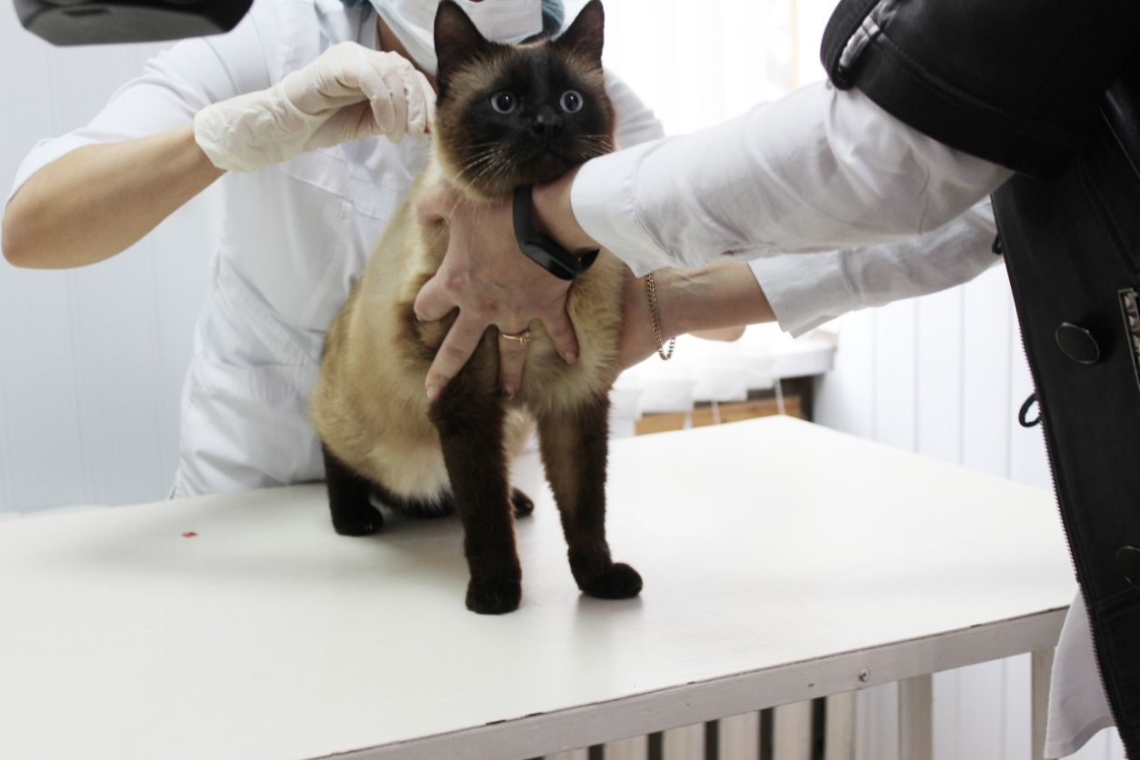 sterilizatsiya