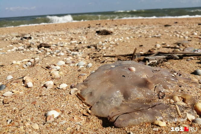 Meduzi