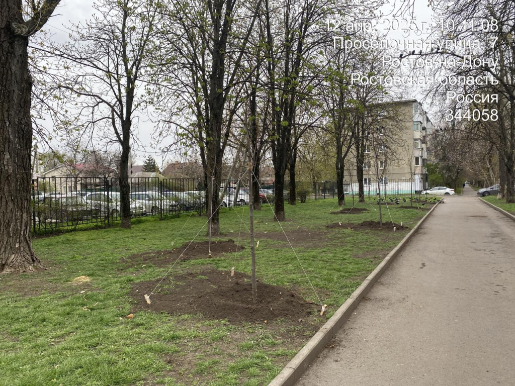 Trees posadki