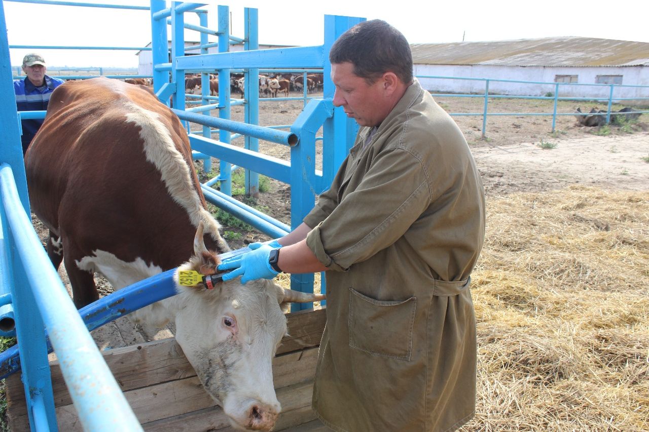 veterinariya 4 